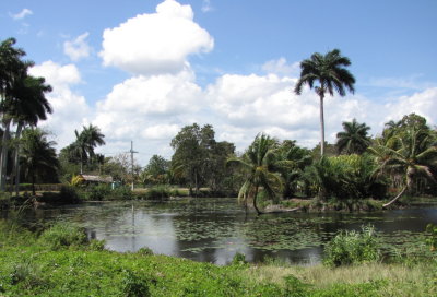 One of the ponds at Boca de Guama Criadero de Cocodrilos (Crocodile Farm)
Zapata Peninsula, Matanzas Province, Cuba
on our way to Playa Giron
Sunday afternoon, March 20, 2016