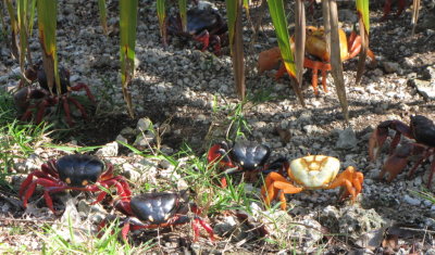 The red crabs were migrating.
They look fierce but they sidle away quickly when you approach.