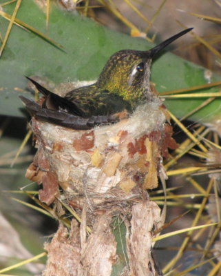 Female Emerald Hummingbird on a nest
Playa Giron, Cuba