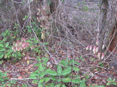 Wildflowers along the trail