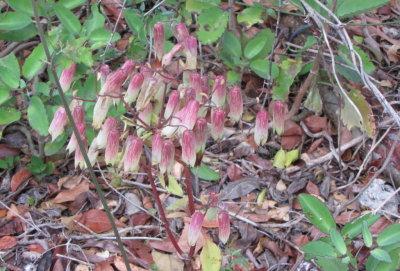 Wildflowers