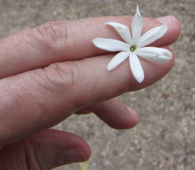 Wildflower