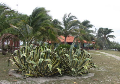The grounds at Caleta Buena