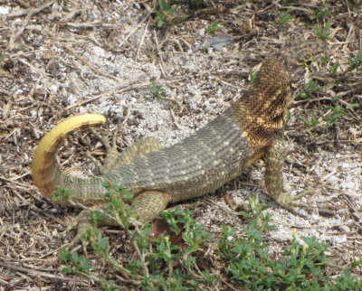 Perrito de Costa lizard (Shore Puppy, so-called because of its curled tail)