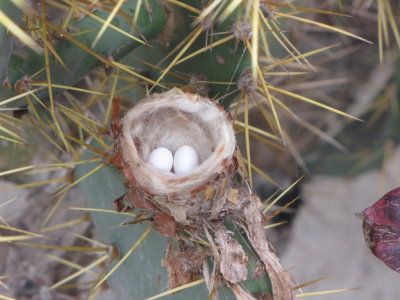 Emerald Hummingbird nest and eggs