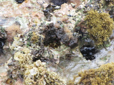 Sea life along the shore
Playa Giron, Cuba