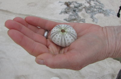Patti found a shell.