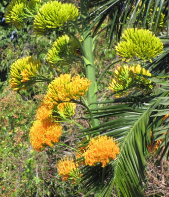 Agave blooms
Cueva de Jabali
Cayo Coco, Cuba
March 24, 2016