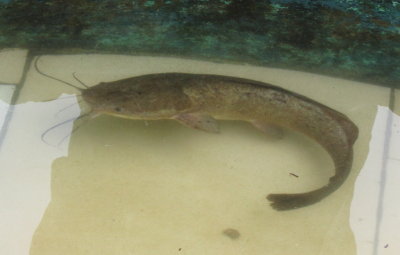 They had Chinese catfish in a pool--an invasive species.