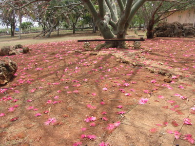 The tree had dropped most of its flowers.