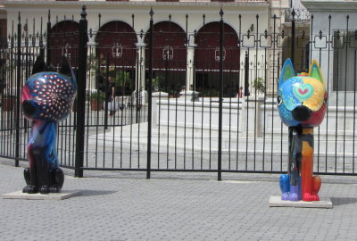 Cats in the Plaza Vieja
