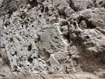 Remnants of sea life in the stones of the cathedral