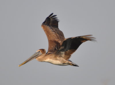 The first bird photograph of the trip was of a Brown Pelican
flying over Embalse (Reservoir) Nina Bonita, Artemisa Province, Cuba
March 17, 2016