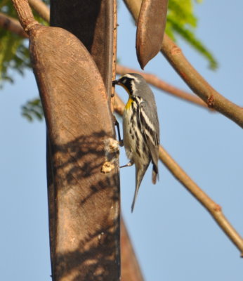 Yellow-throated Warbler
Nina Bonita Reservoir
Artemisa Province, Cuba
March 17, 2016