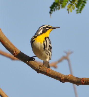 Yellow-throated Warbler