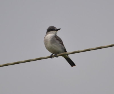 Gray Kingbird
at a pig farm near Las Terrazzas, Candelaria, Artemisa Province, Cuba
Las Terrazzas is a small community and nature preserve in the Sierra del Rosario mountains and designated a Biosphere Reserve by UNESCO in 1984.