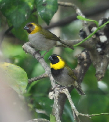 Female and male Cuban Grassquits