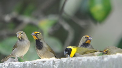 Yellow-faced and Cuban Grassquits