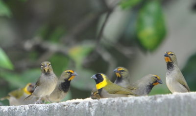 Yellow-faced and Cuban Grassquits