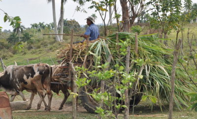 Oxen-drawn cart of sugar cane at the pig farm