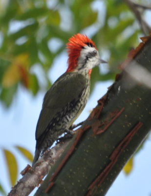 Male Cuban Green Woodpecker
displaying for a female nearby
pig farm near Candelaria, Artemisa Province, Cuba