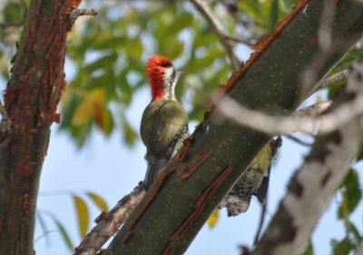 Cuban Green Woodpeckers
Male and female (behind the branch)
near Candelaria, Cuba