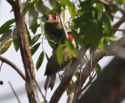 Cuban Green Woodpeckers