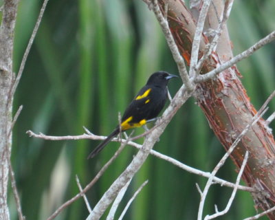 Cuban (Black-cowled) Oriole
as we were heading back to the bus from the pig farm
near Candelaria, Artemisa Province, Cuba