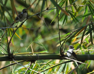 A pair of the Loggerhead Kingbirds
La Guira Park, San Diego de los Banos, Cuba