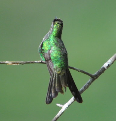 Cuban Emerald Hummingbird