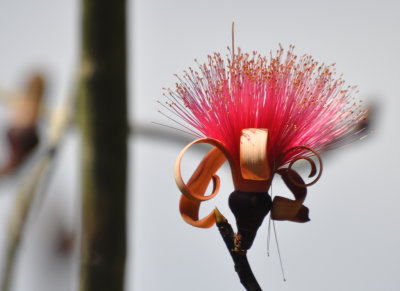 Mimosa-like flower
Shaving Brush Tree (Pseudobombax ellipticum)
La Guira Park, Cuba