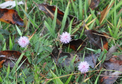 Wildflowers
Cueva de los Portales, Cuba