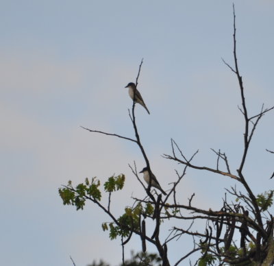 A pair of Giant Kingbirds in the early morning light
Cueva de los Portales, Pinar del Rio Province, Cuba
Friday morning, March 18, 2016
