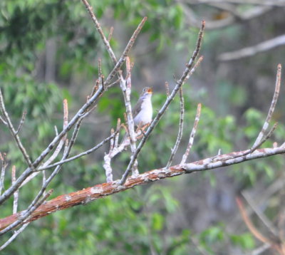 Cuban Solitaire