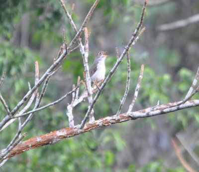 Cuban Solitaire