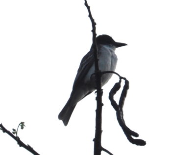 Giant Kingbird