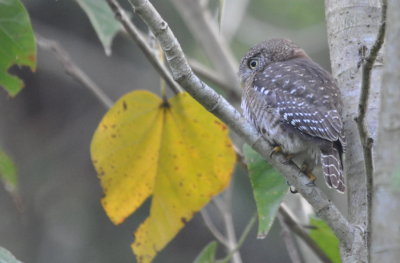 Cuban Pygmy Owl
Cueva de los Portales, Cuba