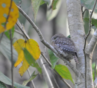 Cuban Pygmy Owl
Cueva de las Portales, Cuba