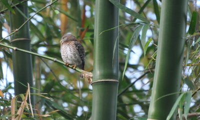 The Cuban Pygmy Owl fled the harassing thrush to a stand of bamboo.
Cueva de los Portales, Cuba
