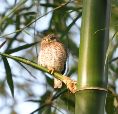 Cuban Pygmy Owl
Cueva de los Portales, Cuba