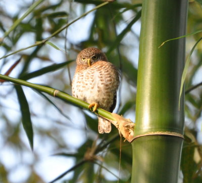 Cuban Pygmy Owl
Cueva de los Portales, Cuba