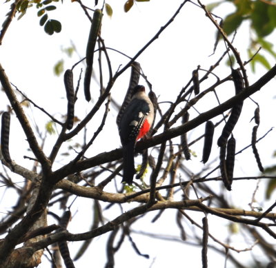 Cuban Trogon
Cueva de los Portales, Cuba