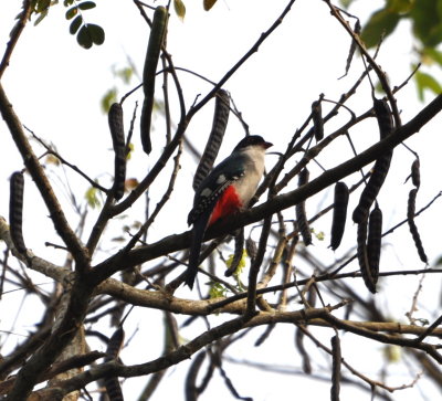 Cuban Trogon
Cueva de los Portales, Cuba