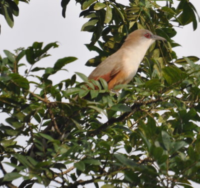 Great Lizard Cuckoo
Cueva de los Portales, Cuba
March 18, 2016