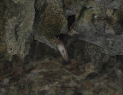Cave Swallow in the roof of the cave
Cueva de los Portales, Cuba