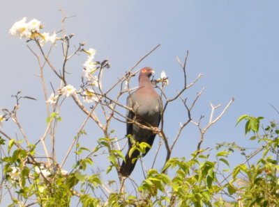 Scaly-naped Pigeon