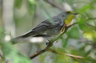 Olive-capped Warbler
Cueva de los Portales, Cuba