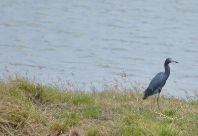 Little Blue Heron