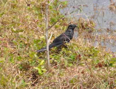 Smooth-billed Ani
Pinar del Rio Province, Cuba