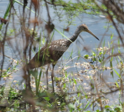 Limpkin
at the edge of Embalse La Coronela, Caimito, Artemisa Province, Cuba